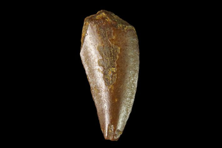 Bargain, Raptor Tooth - Real Dinosaur Tooth #137190